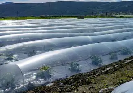 Applicazione di stabilizzatori polimerici in agricoltura